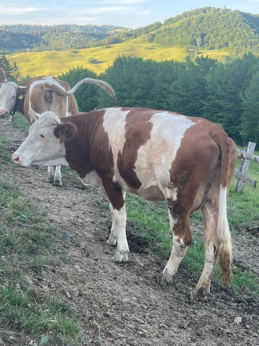 De vânzare juninca de 2 ani