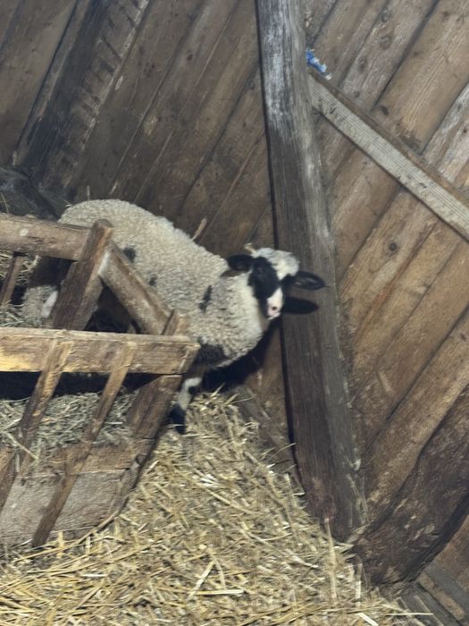 Disponibil berbecuț si mieluțe