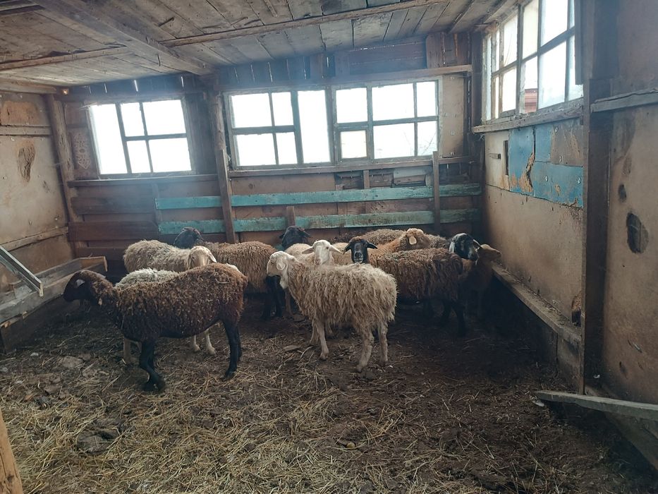 продам баранов 11 голов