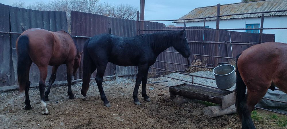 Продам 2 жеребца