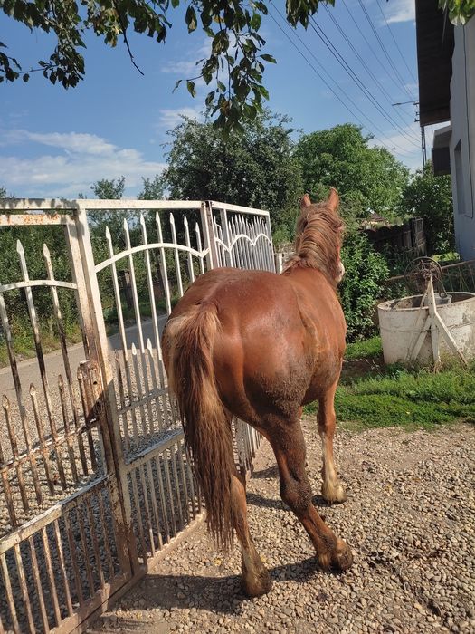 Vând mânză forte cuminte și mânză se trage din cai grei