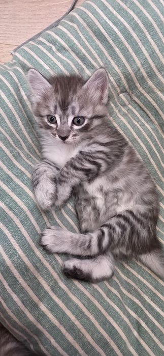 Милые Котята 1.5 месяца