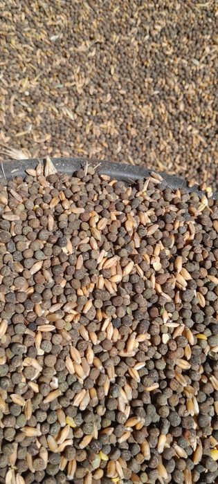 Mazariche de toamnă, cu puțin triticale