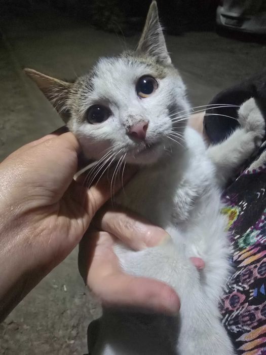 Маленький котенок
