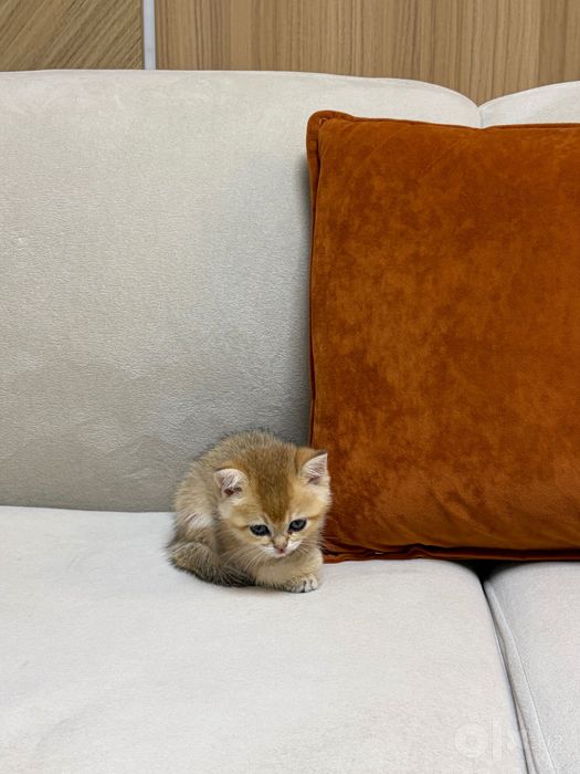 Кошка на продажу