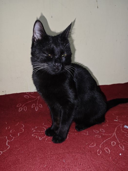 mushuk sotladi oʻgʻil mushuk