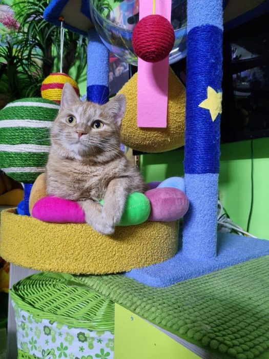 отдам кошку в добрые руки