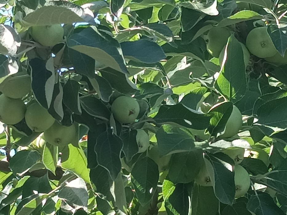 Дачный участок. Левый Восточный