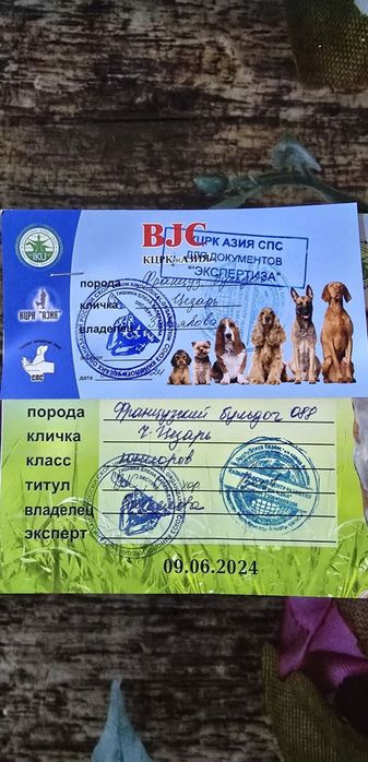 Вязка французский бульдог