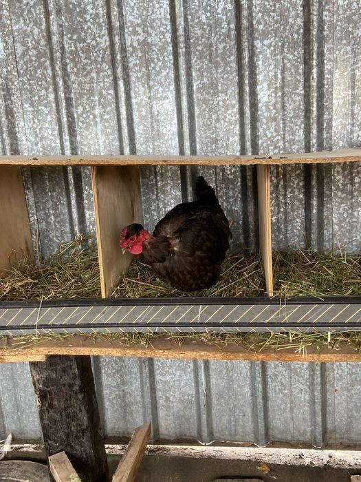 Продам хороших курей