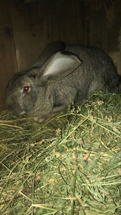 Прадам.кралов рабочих и пародистых