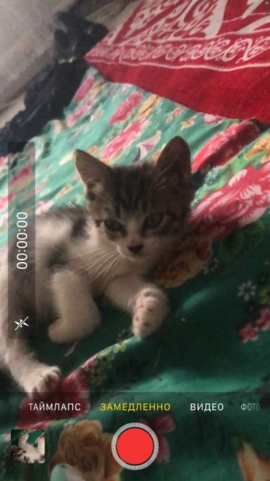 Котенок  бесплатно
