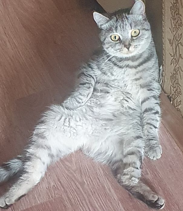 Отдам кошку в добрые руки