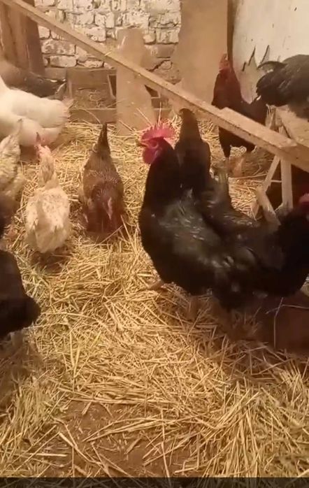 Молодые куры несушки, петухи, гуси