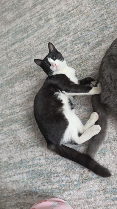 Котенок-мальчик, в добрые руки