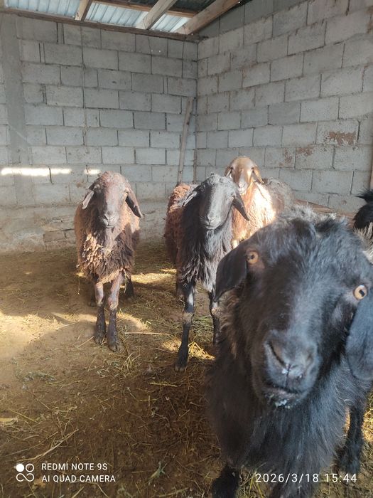 1 жассар семіз қошкарлар