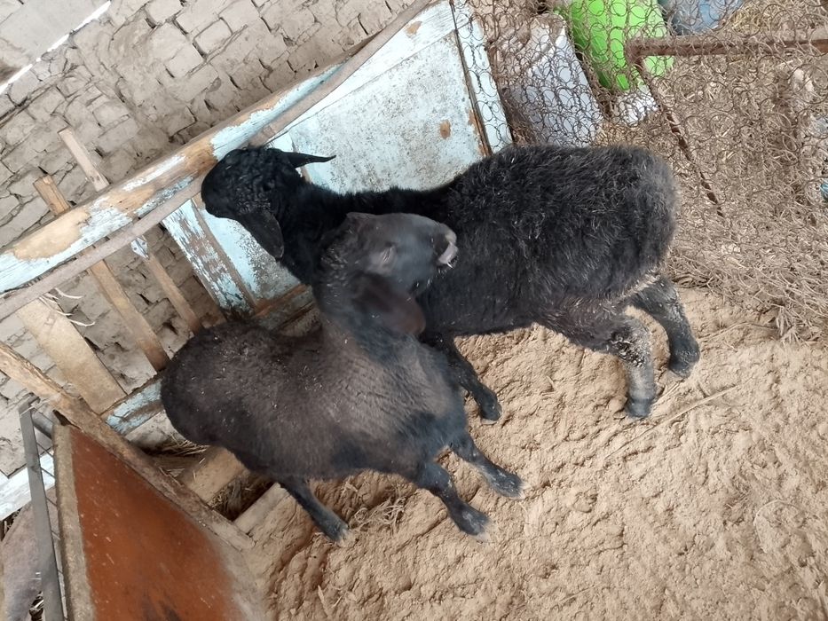 Qoʻchqorlar sotiladi soni ikkita yem yeb turganidan