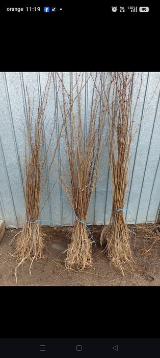 Puiet Salcâm  de vânzare