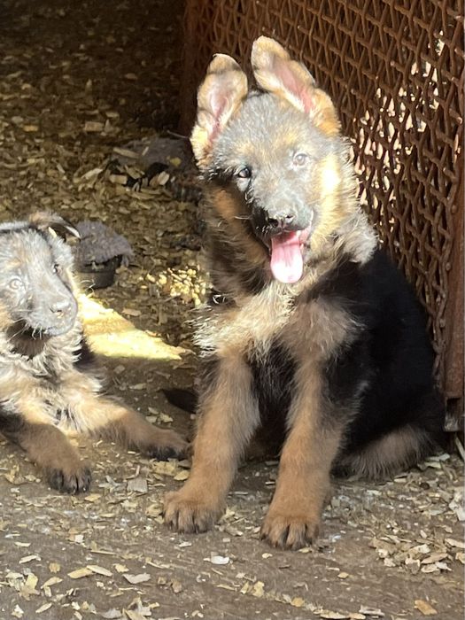 Щенки немецкой овчарки