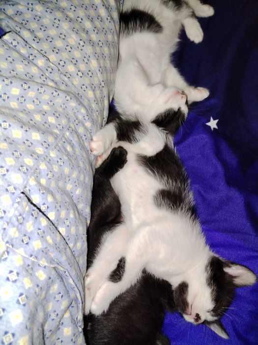 ofer spre adoptie pisici