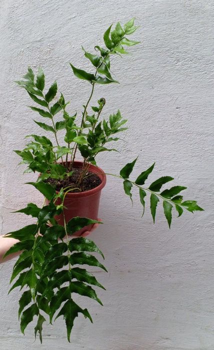 Циртомиум серповидный-папоротник для дома и сада.Экзотическое растени