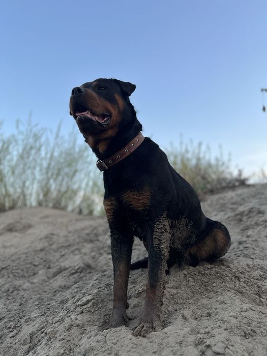 вязка ротвейлера