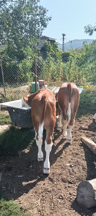 Viței tăurași bălțați