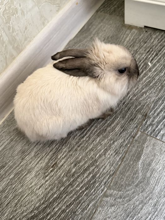 Домашний кролик