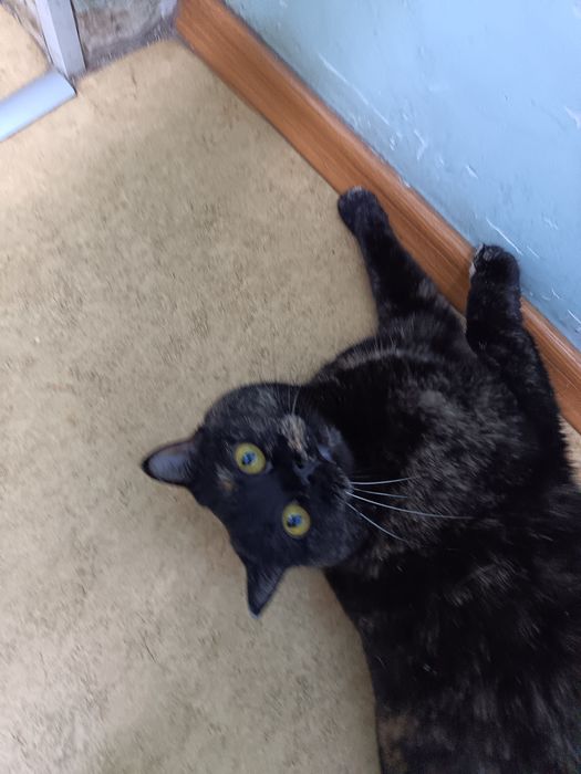 Отдам в добрые руки