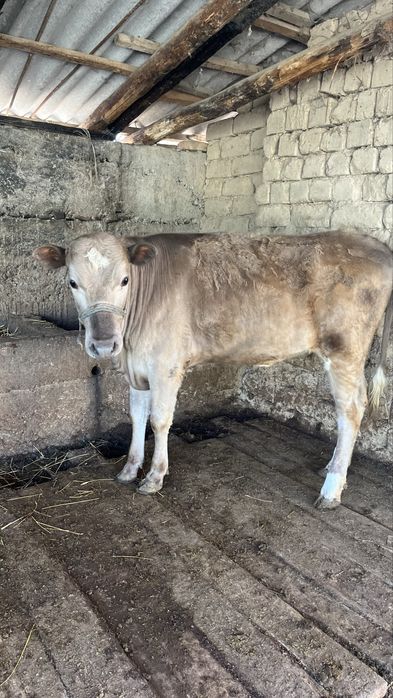 Екы бас урғашы бзаудар