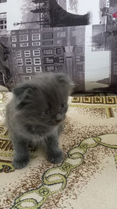 Продам семерых котят