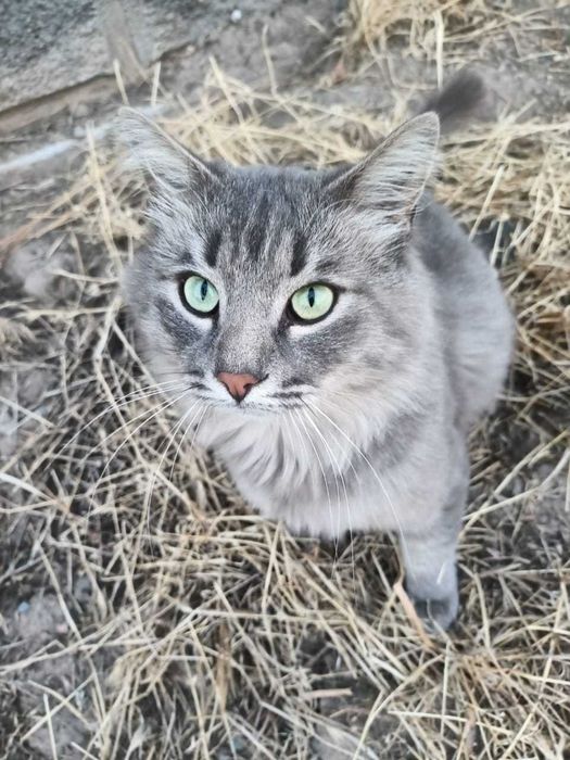 Красивый котик в добрую семью