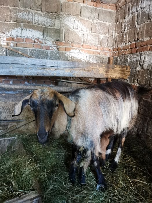 Capre Alpină de Banat