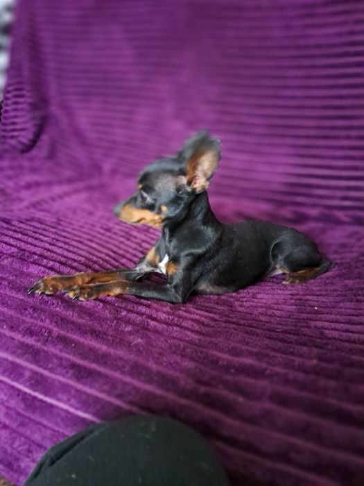 Вязка мини той терьера