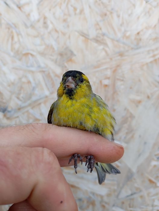 Продам выдержанную певчую птицу