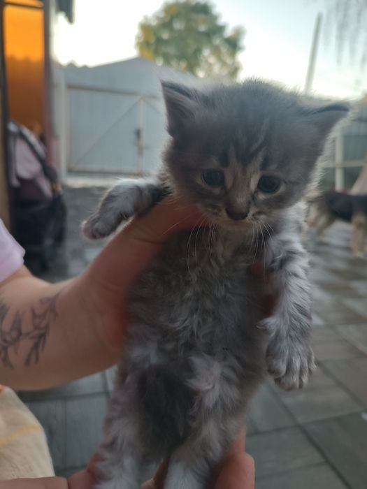 Продам котят британцы