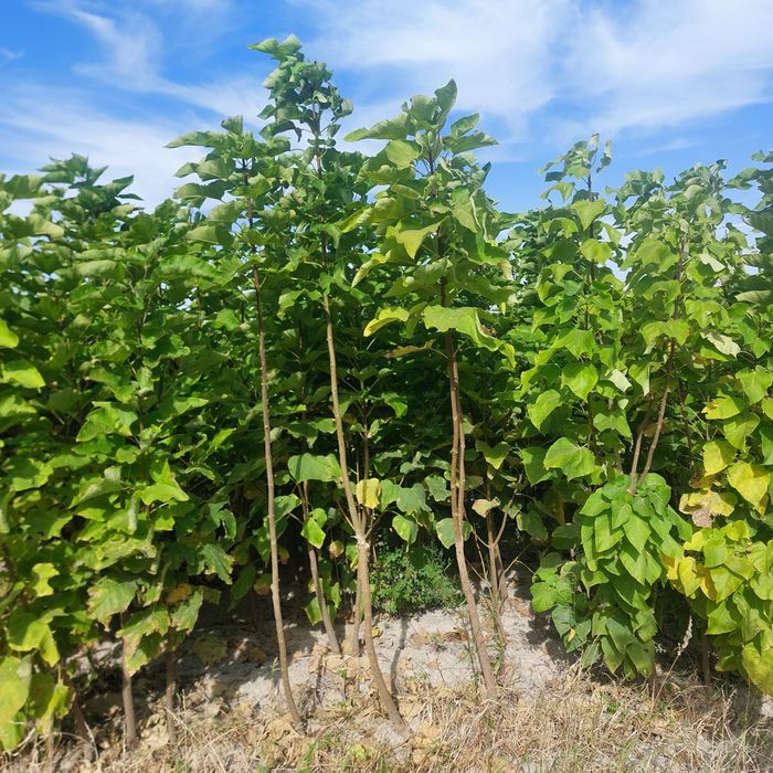 Саксовул  ( saksovul ) декларативный дарахтлар