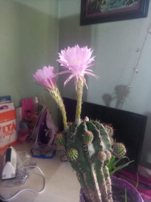 Продам   кактус!