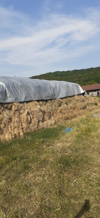 Baloți fân, 500 buc