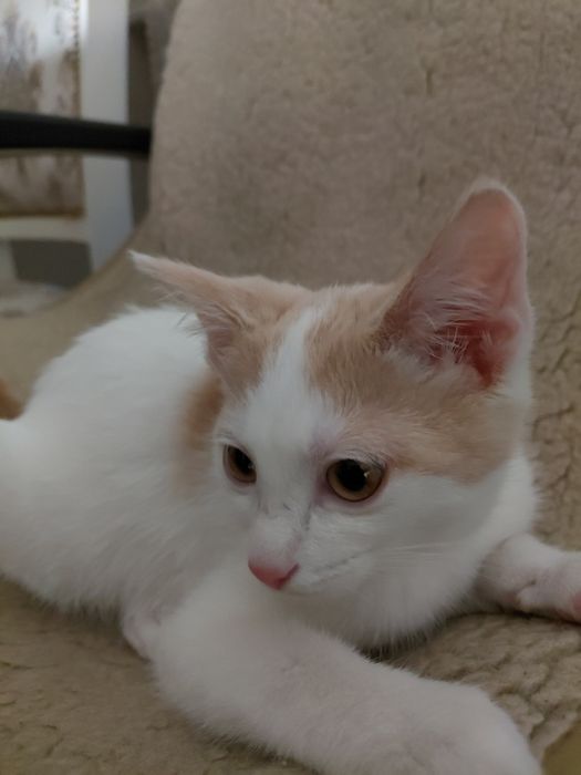 Котенок , девочка , отдаем