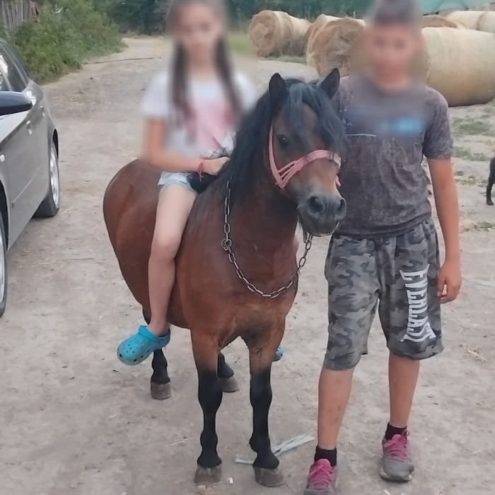 vand ponei cuminte