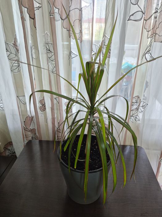 Продается домашний цветок