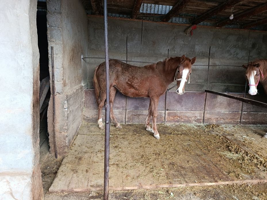 Кобылка 1годовалая рослоя