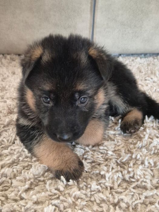 Продам щенков немецкой овчарки