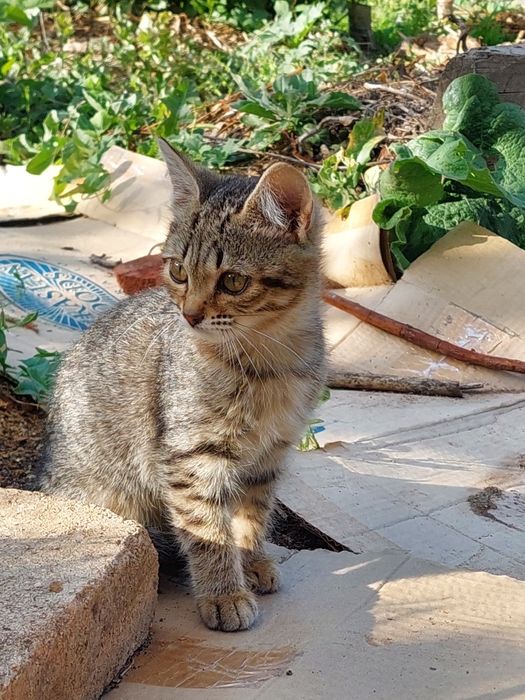 Котенок 3 месяца девочка