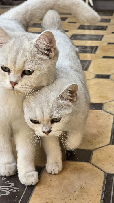 Britan Seribristiy Shenshila toza qon ug'il va qiz