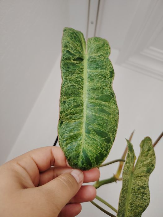 Филодендрон Биллитау мраморный срезом