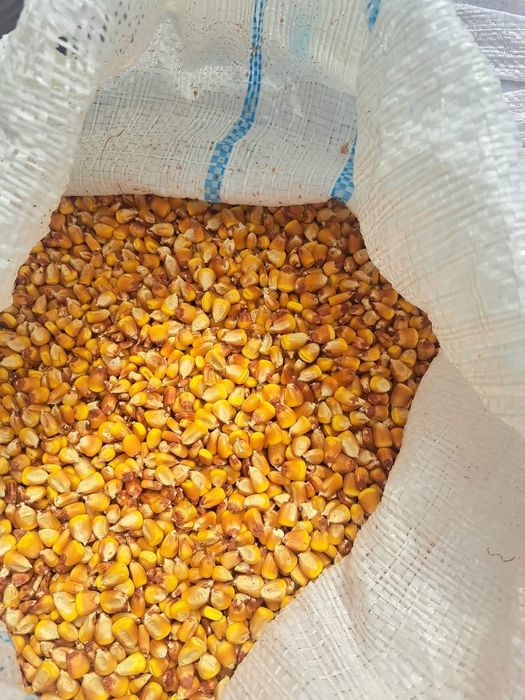 Porumb uscat producție 2025