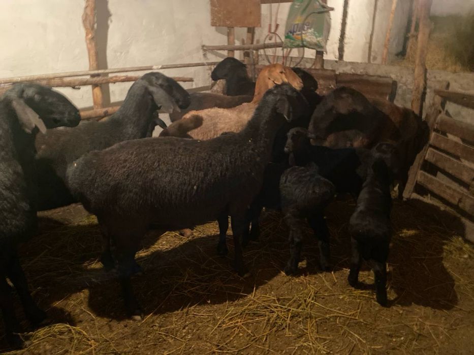 Қўйлар сотилади.