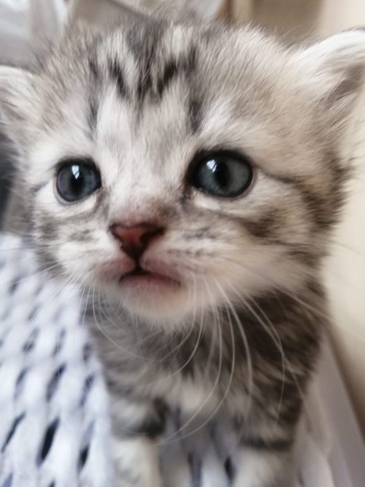 Котята шотландские